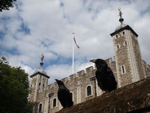 Ravens at the Tower of London 